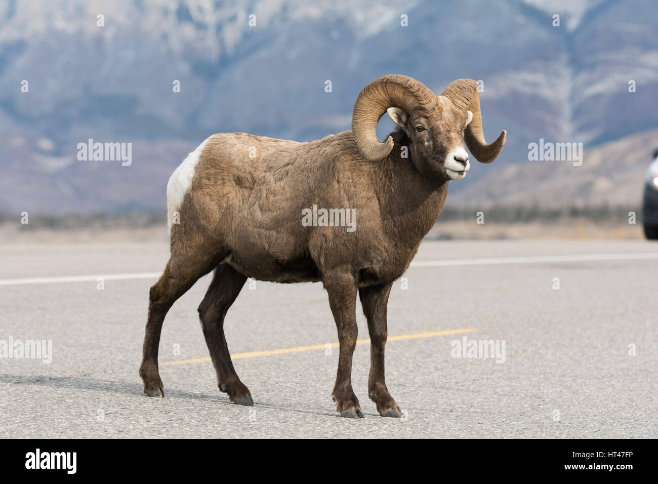 Ram sheep on the road Stock Photo