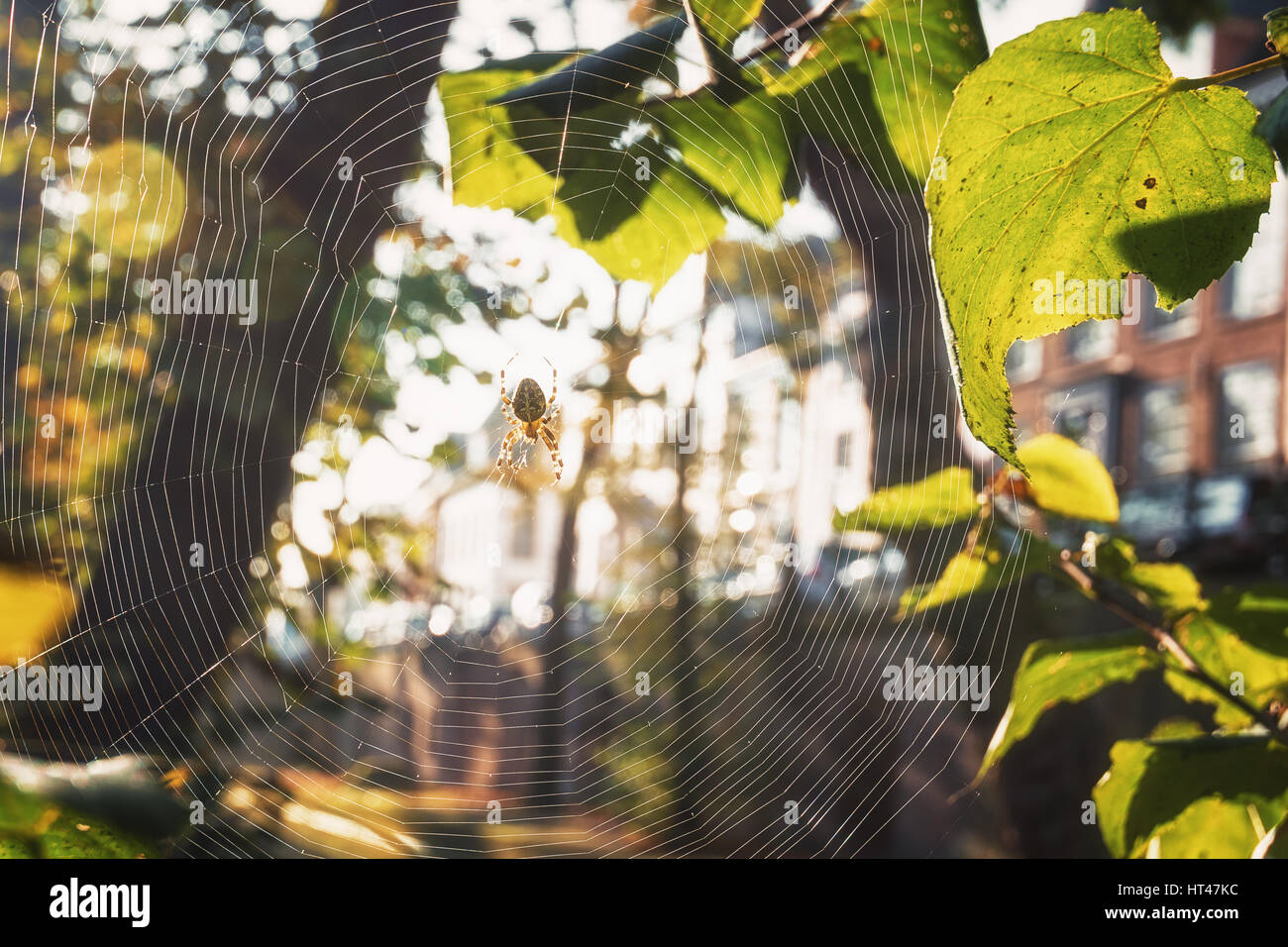 Cross spider in its web enjoy the autumn sun Stock Photo - Alamy