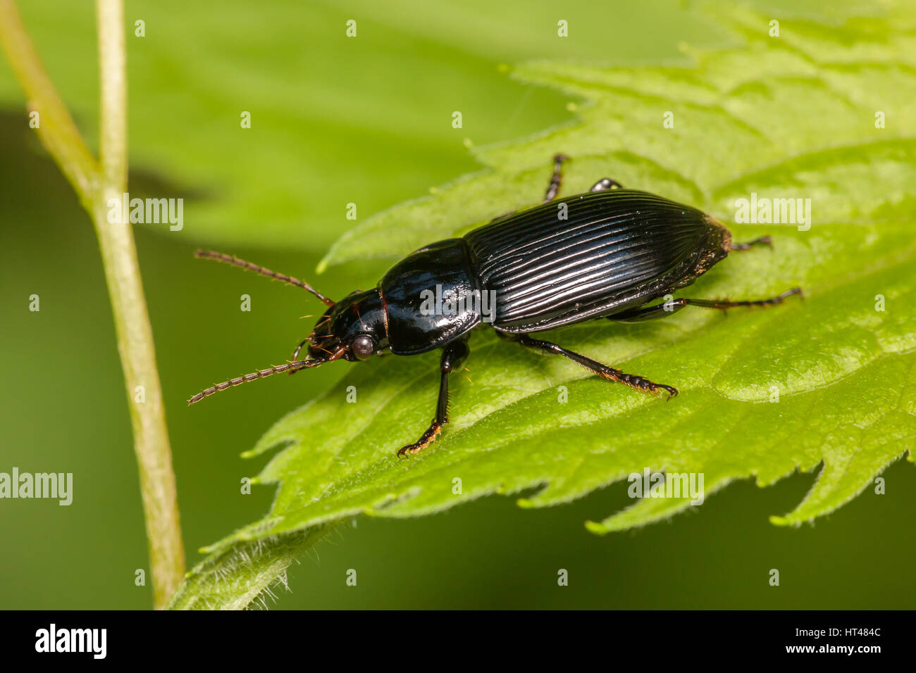 A Ground Beetle (Anisodactylus melanopus) perches on a leaf. Stock Photo