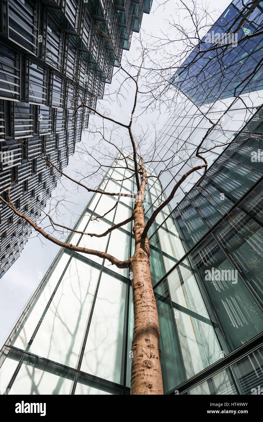 Low angle of young tree surrounded by tall corporate glass buildings. Southwark, London Stock Photo