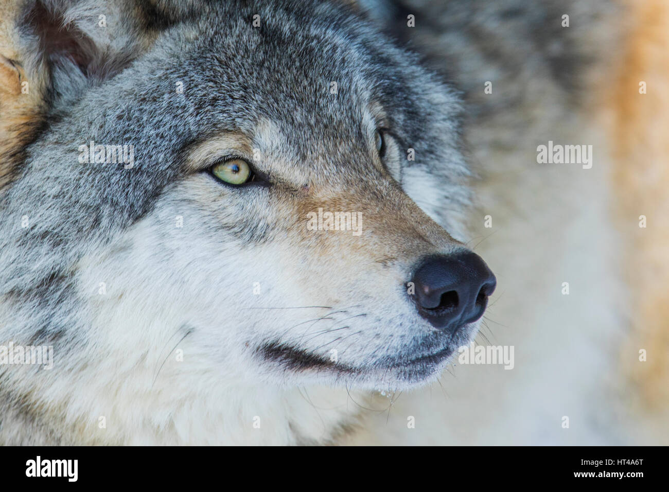 Timber wolf portrait in winter Stock Photo - Alamy