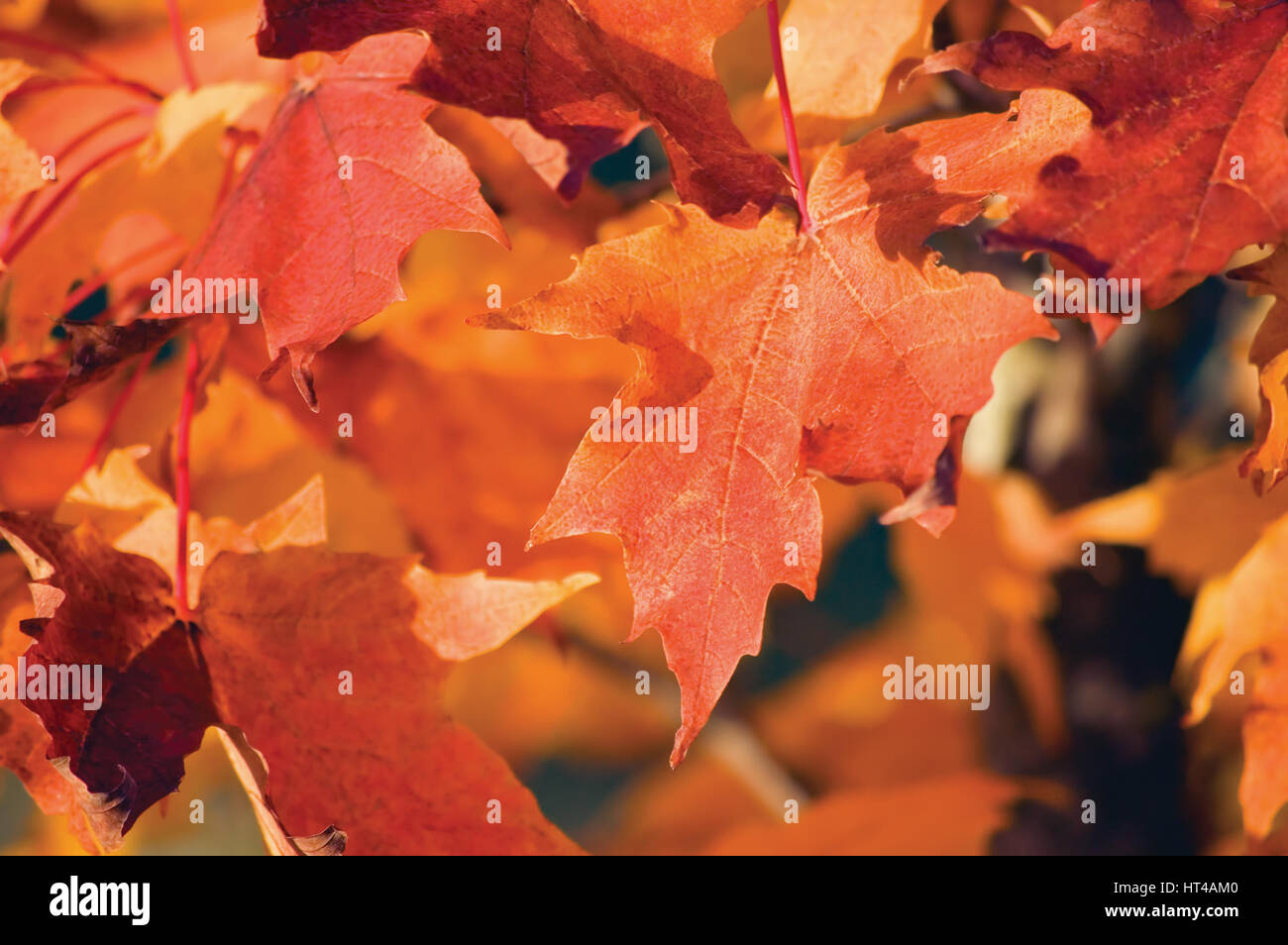 Red acer grandidentatum nutt. bigtooth maple leaves in autumn, detailed horizontal leaf closeup background pattern Stock Photo
