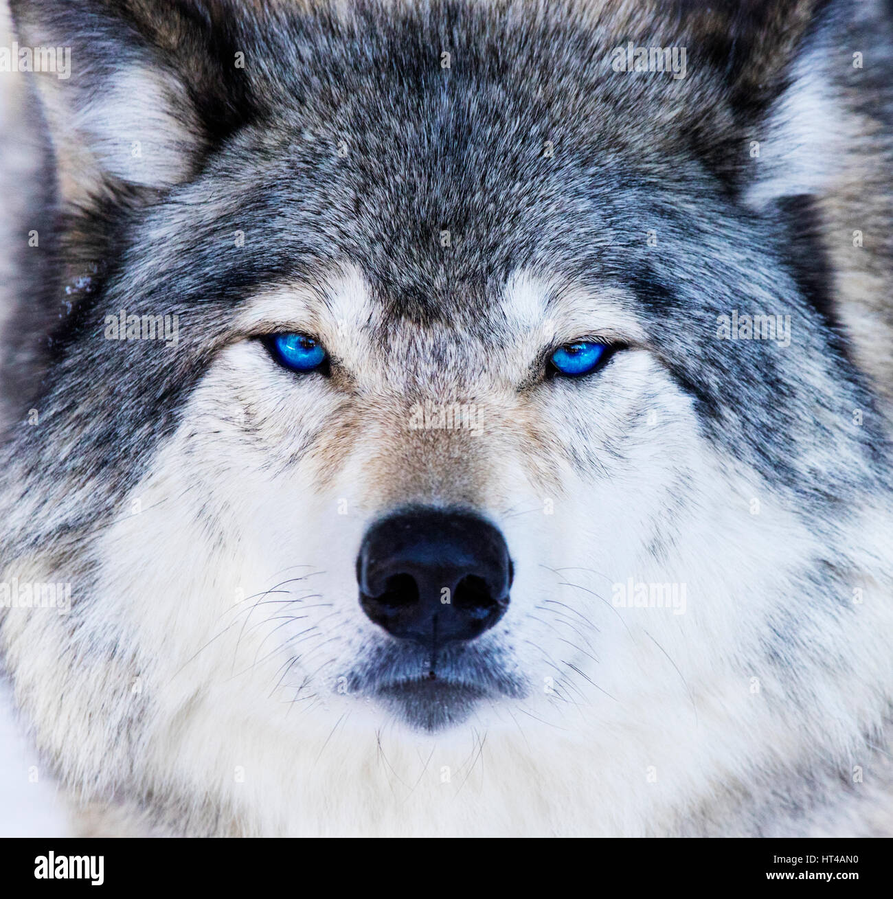 Blue Wolf Eyes Hi-Res Stock Photography And Images - Alamy