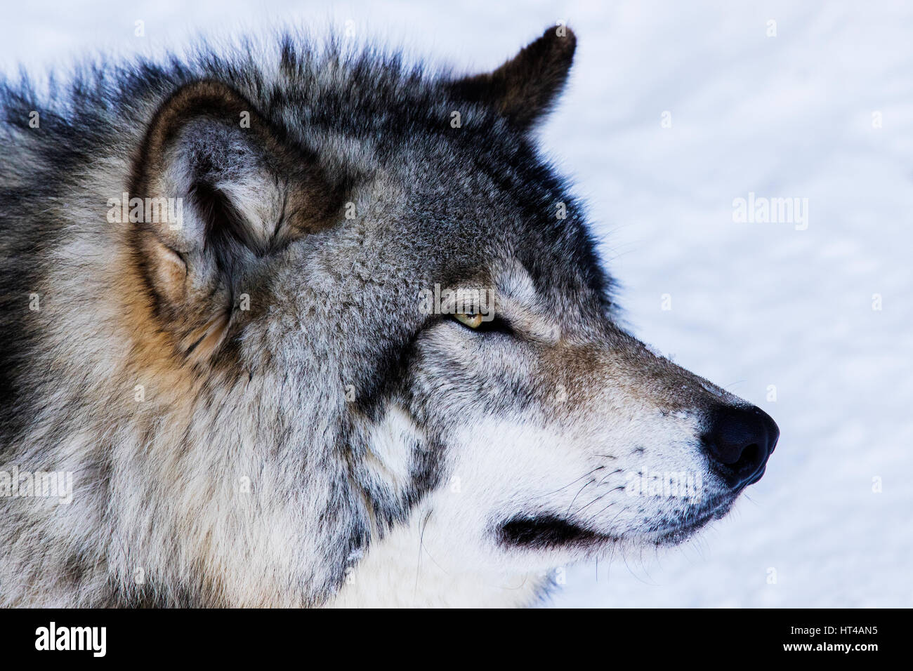 Timber wolf portrait in winter Stock Photo - Alamy