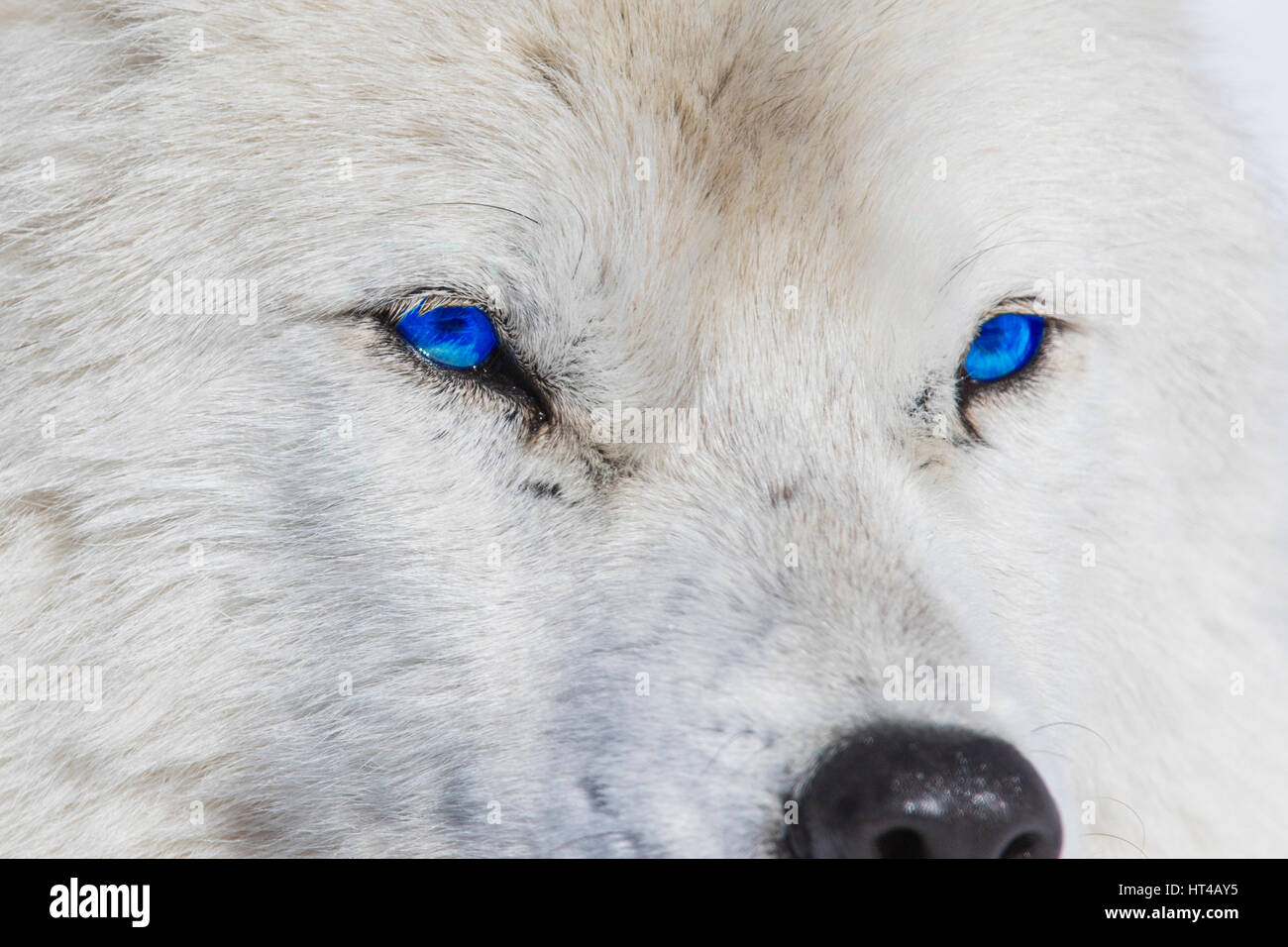 Blue eyes arctic wolf Stock Photo - Alamy