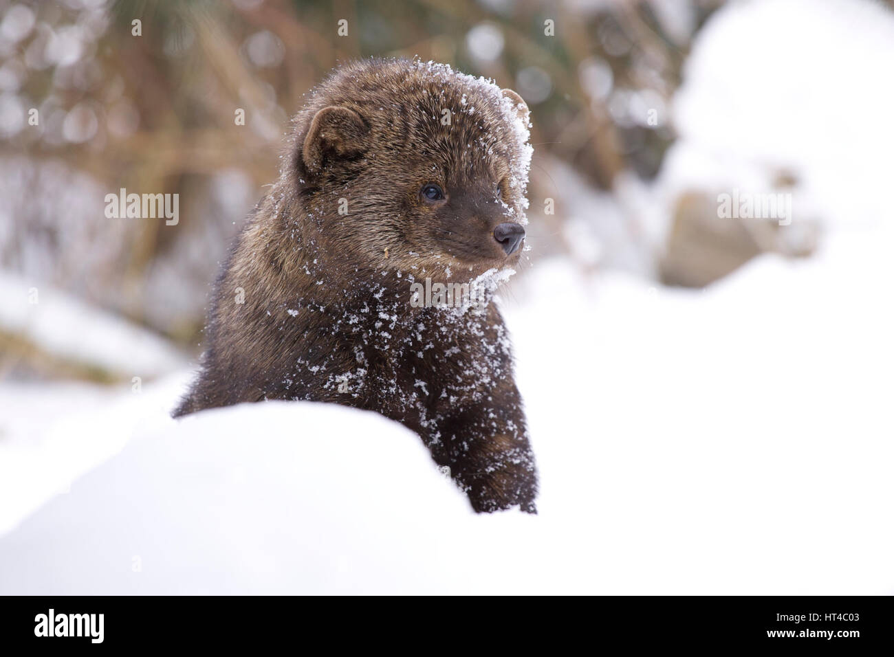 Fisher portrait in deep snow on winter day Stock Photo - Alamy