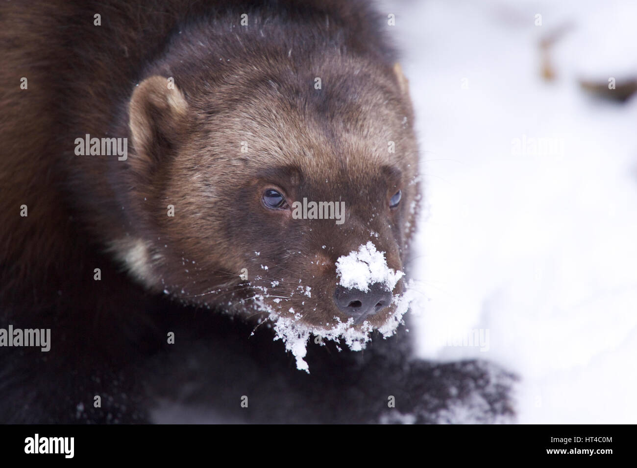 Wolverine in deep snow hi-res stock photography and images - Alamy