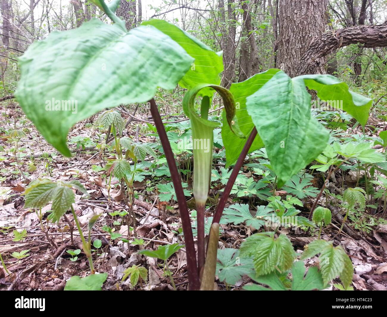Jack in the Pulpit Stock Photo - Alamy