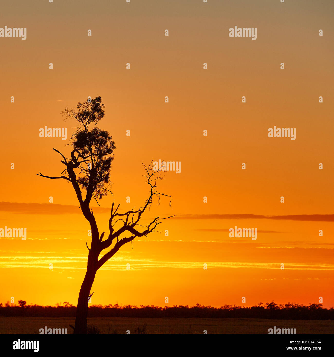 Single old tree silhouetted against orange sunset. Pooncarie. Australia Stock Photo