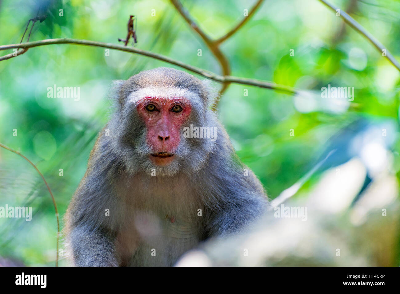 Portrait of a Formosan macaque in the wild Stock Photo