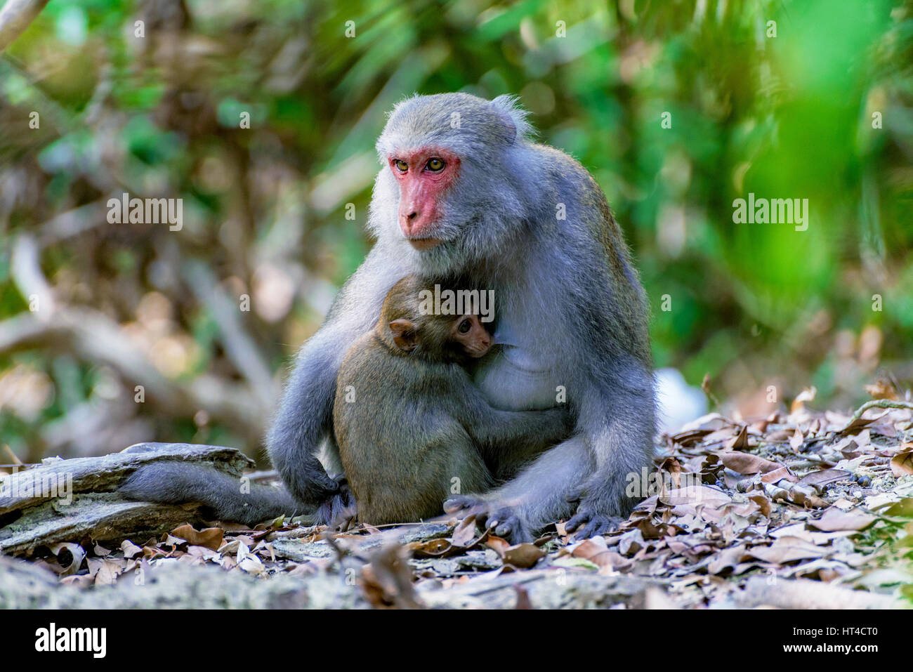Female macaque feeding her baby in the jungle Stock Photo