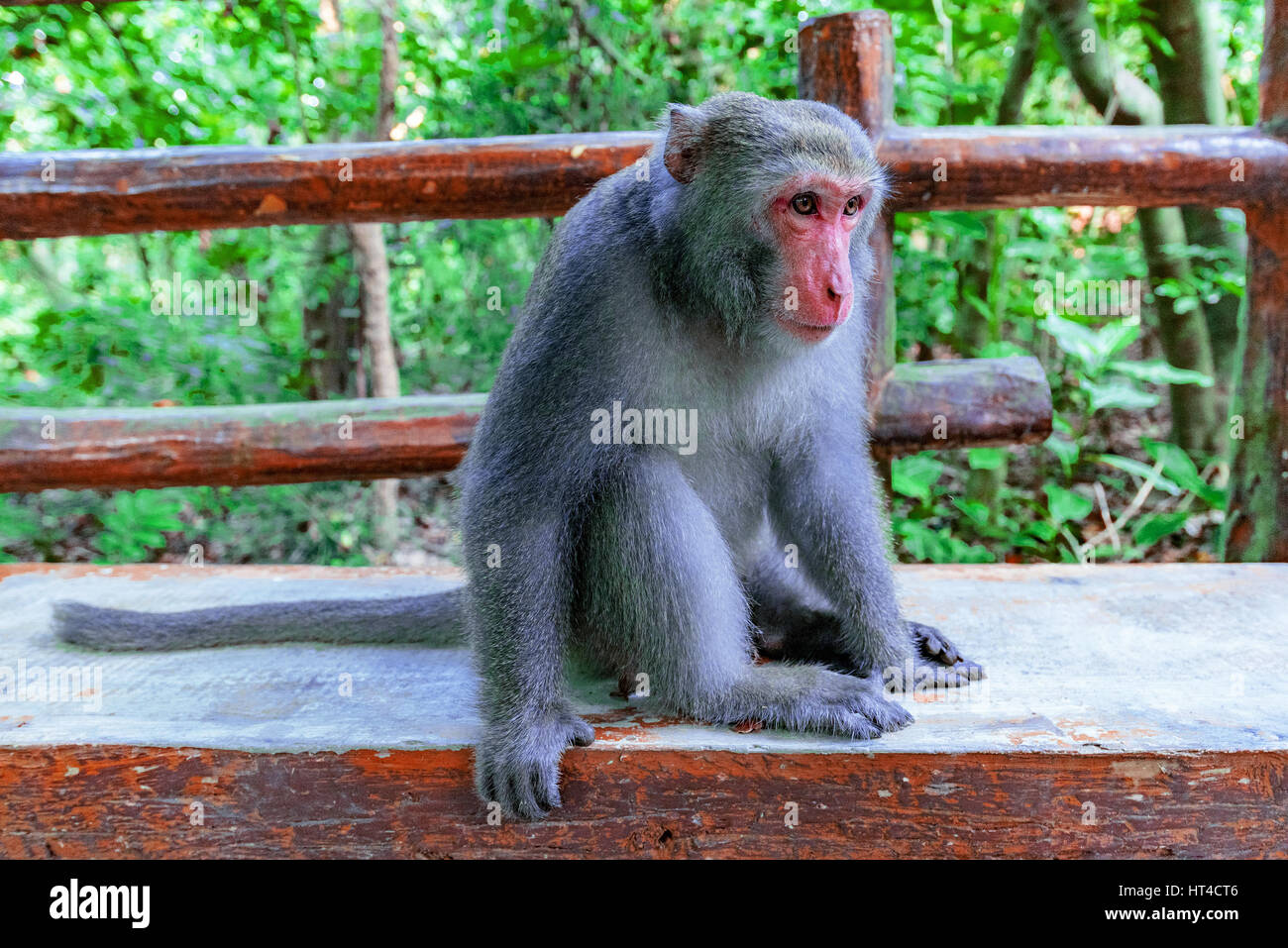 Macaque sitting on a bench in the forest of monkey mountain in Taiwan Stock Photo
