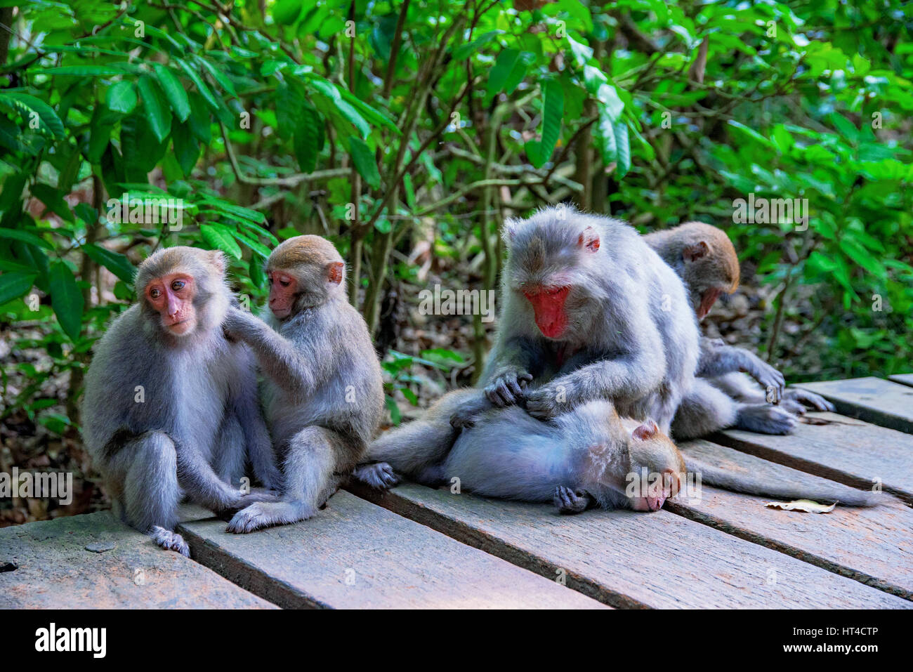 Family of macaque monkeys on a mountain path in the wild Stock Photo