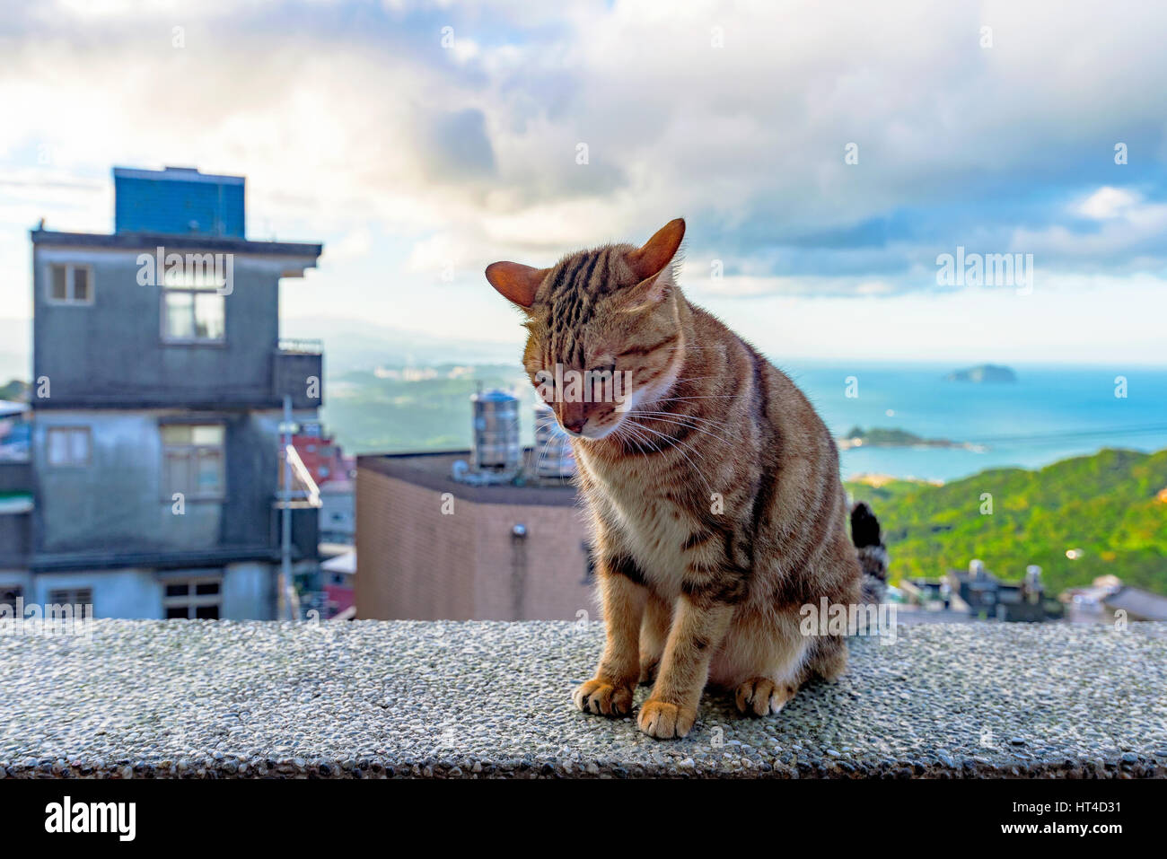 Stray cat sittin on a wall in Jiufen village Taiwan Stock Photo