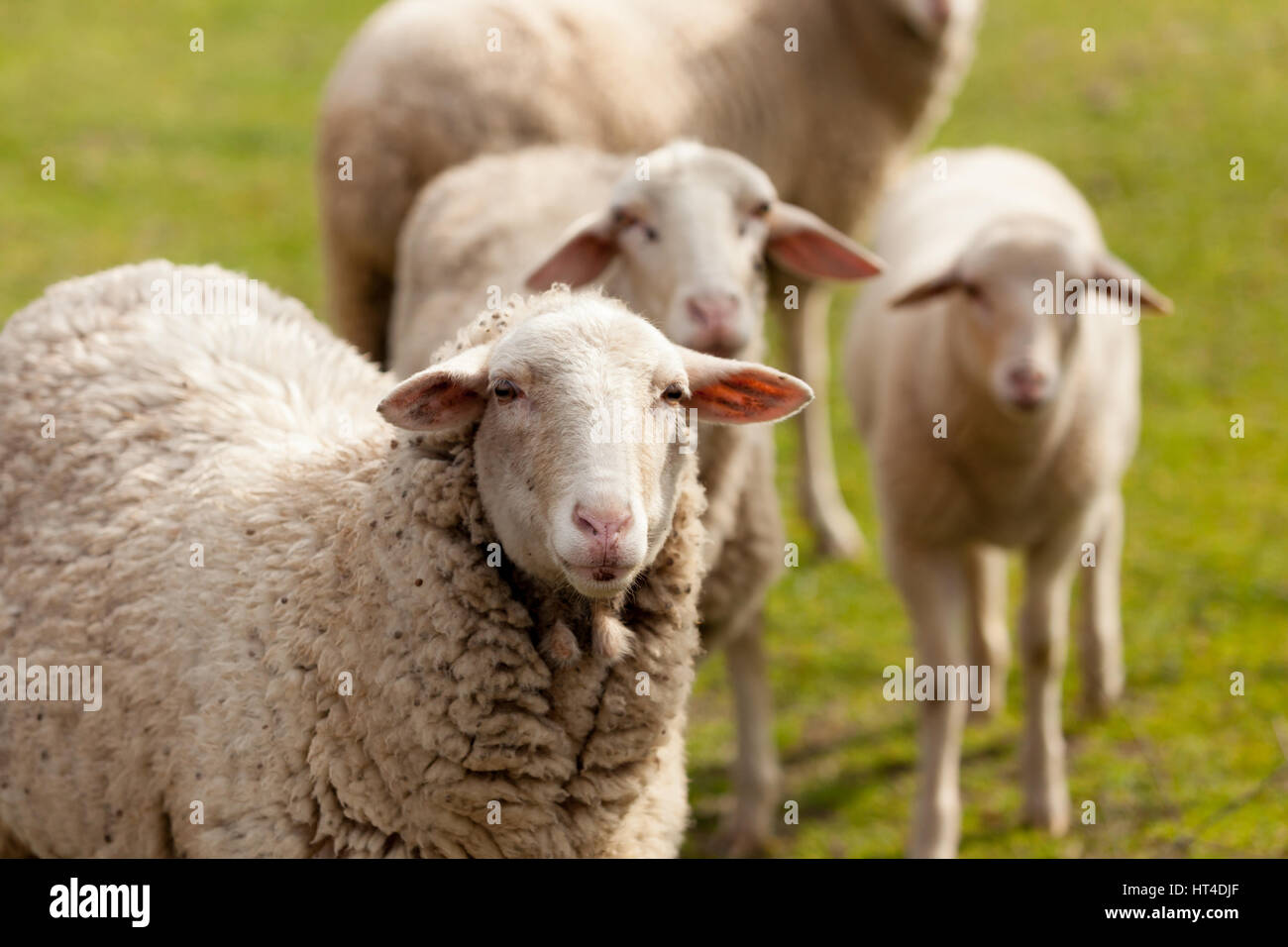 Sheeps grazing in the meadow with green grass Stock Photo - Alamy