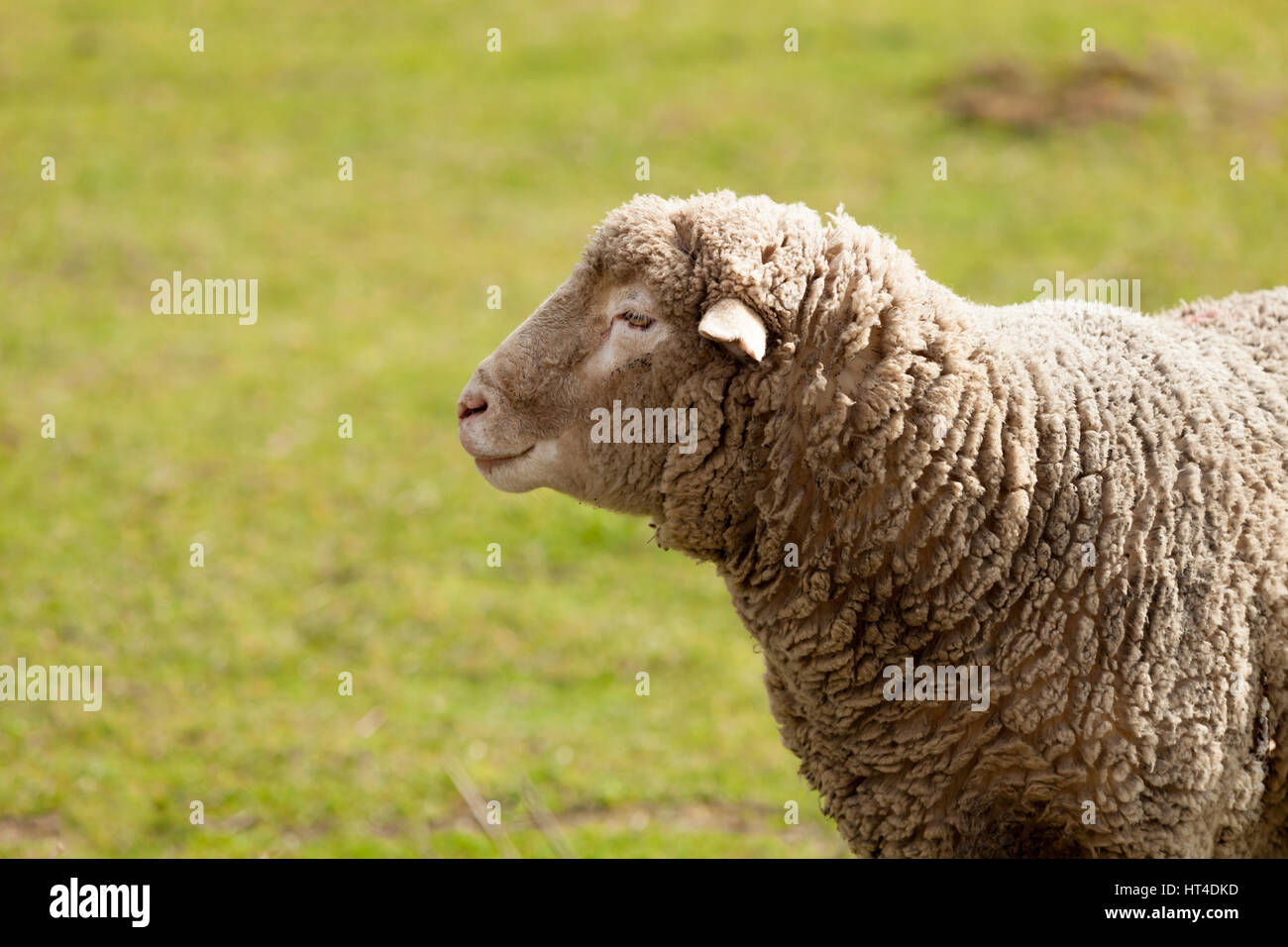 Nice sheep grazing in the meadow with green grass Stock Photo - Alamy