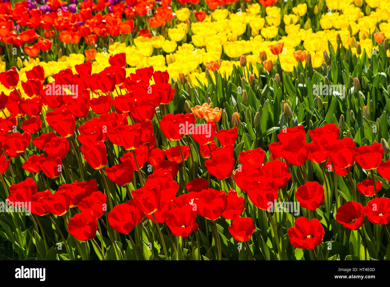 Red and yellow tulip field colorful background Stock Photo - Alamy