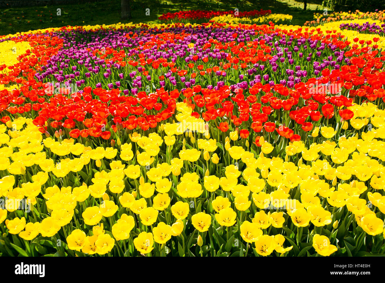 Red and yellow tulip field colorful background Stock Photo - Alamy