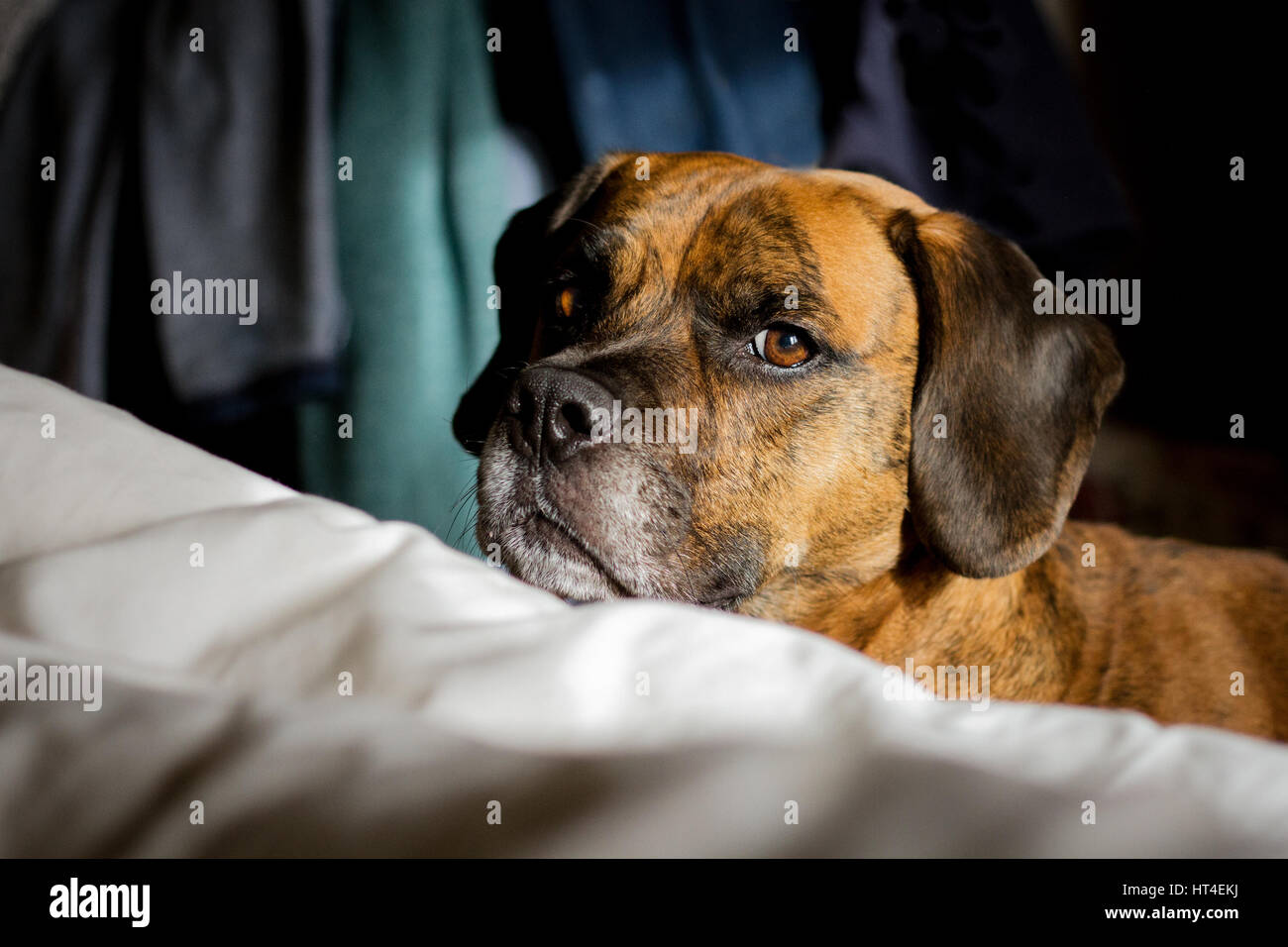 Cute Cheeky Pet Dog Looking at Camera in home Stock Photo