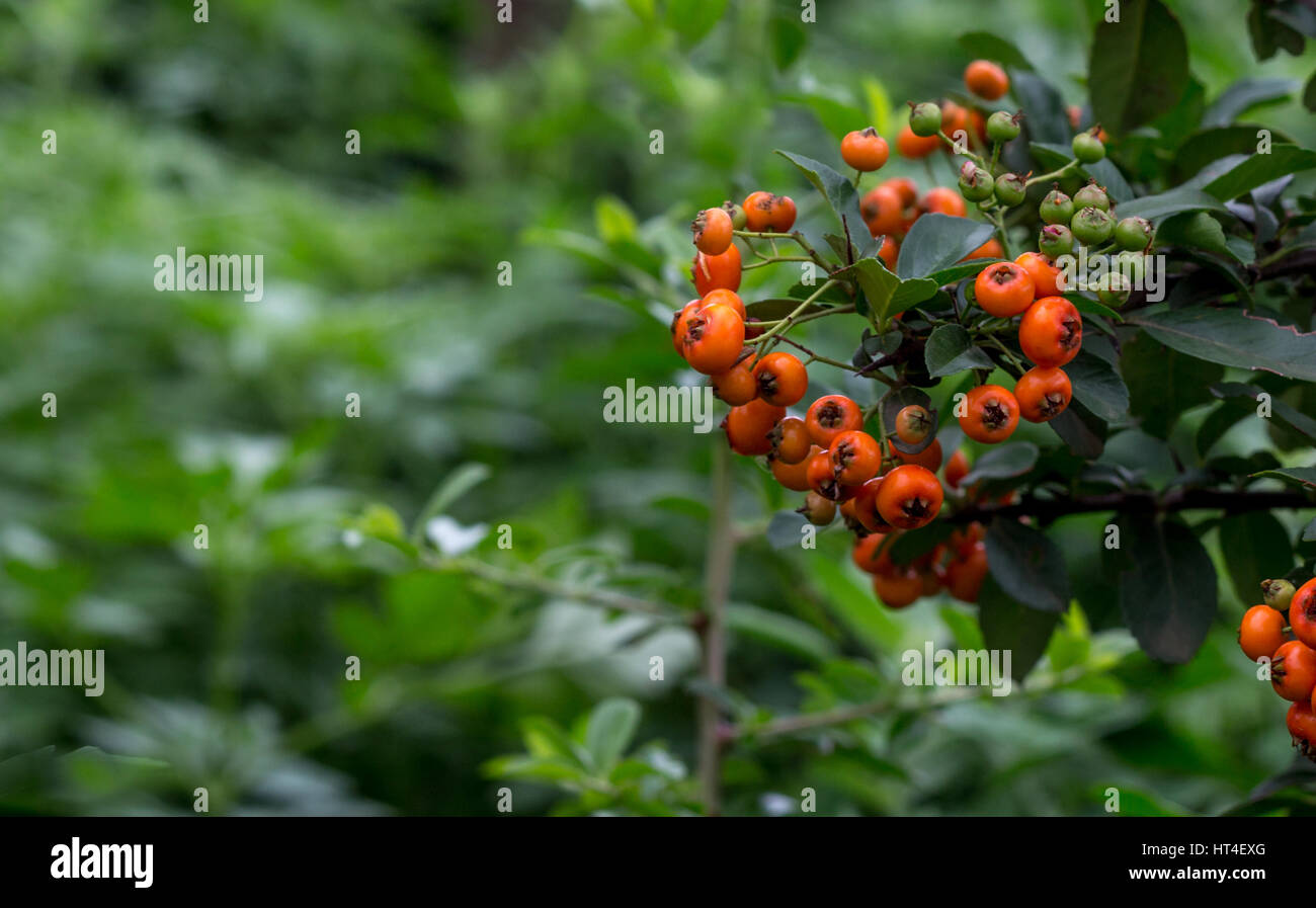 Close up of pyracantha berries on a branch Stock Photo