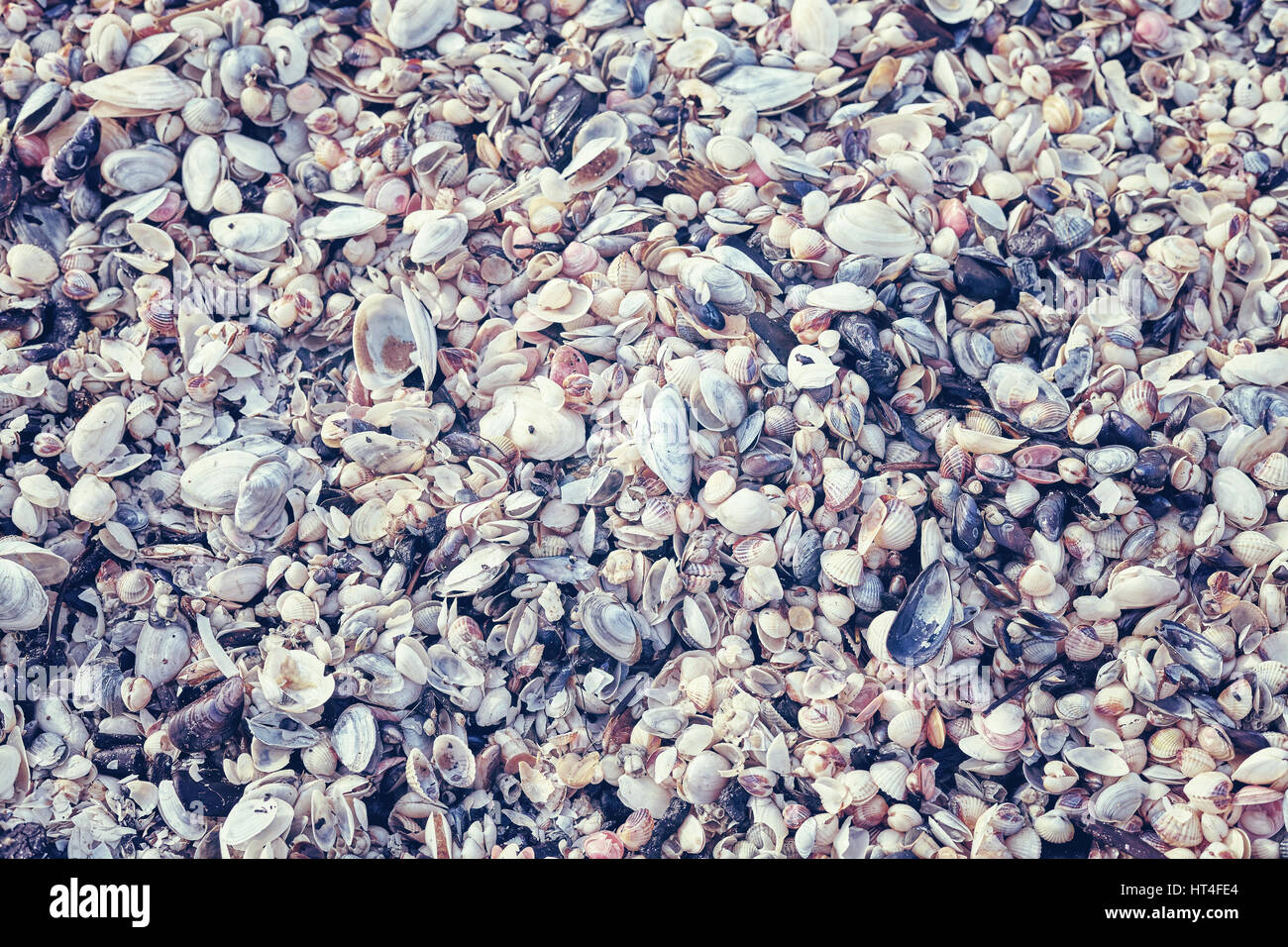 Color toned natural background or texture made of many seashells. Stock Photo