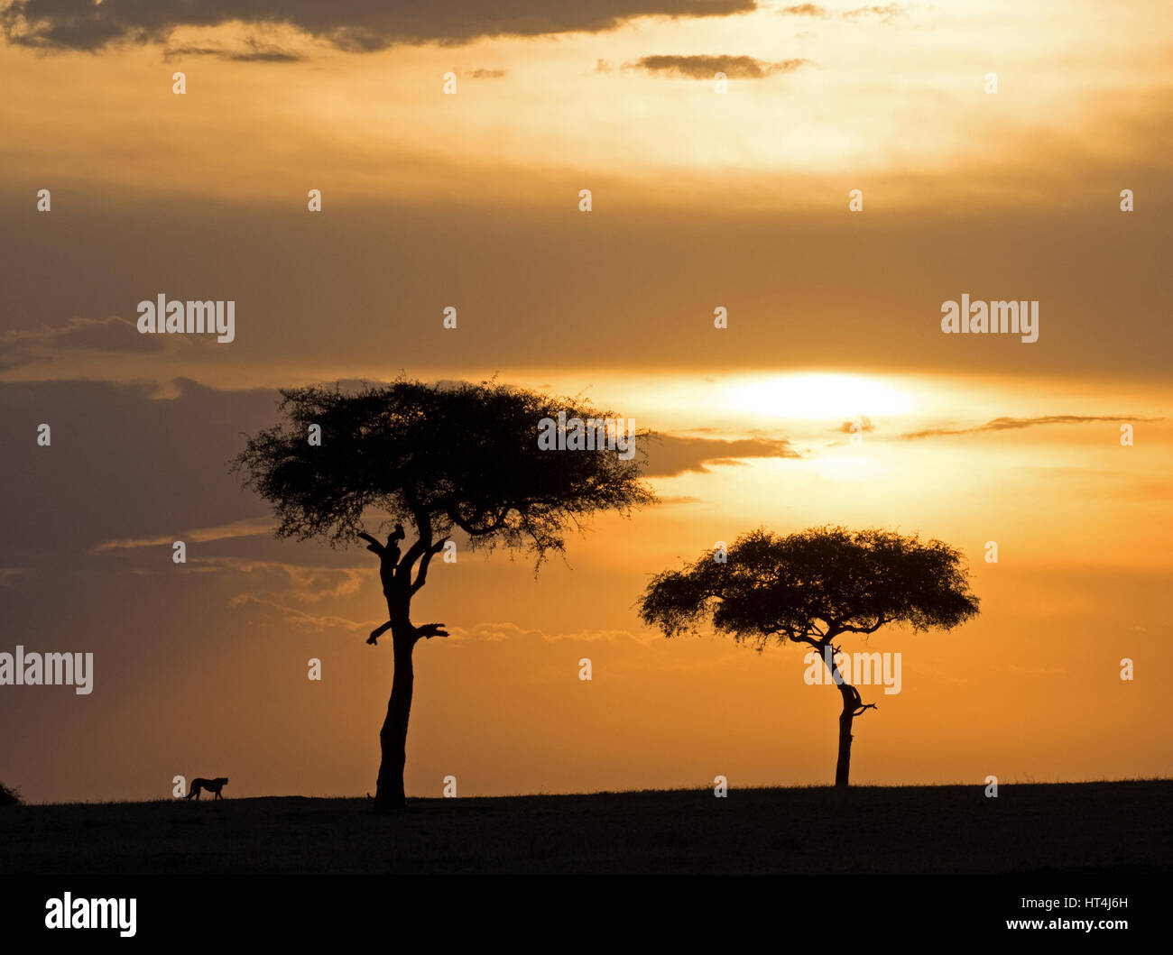 iconic outline of adult Cheetah (Acinonyx jubatus) walking on skyline with trees silhouetted by golden sunset in the Mara Conservancies, Kenya Africa Stock Photo