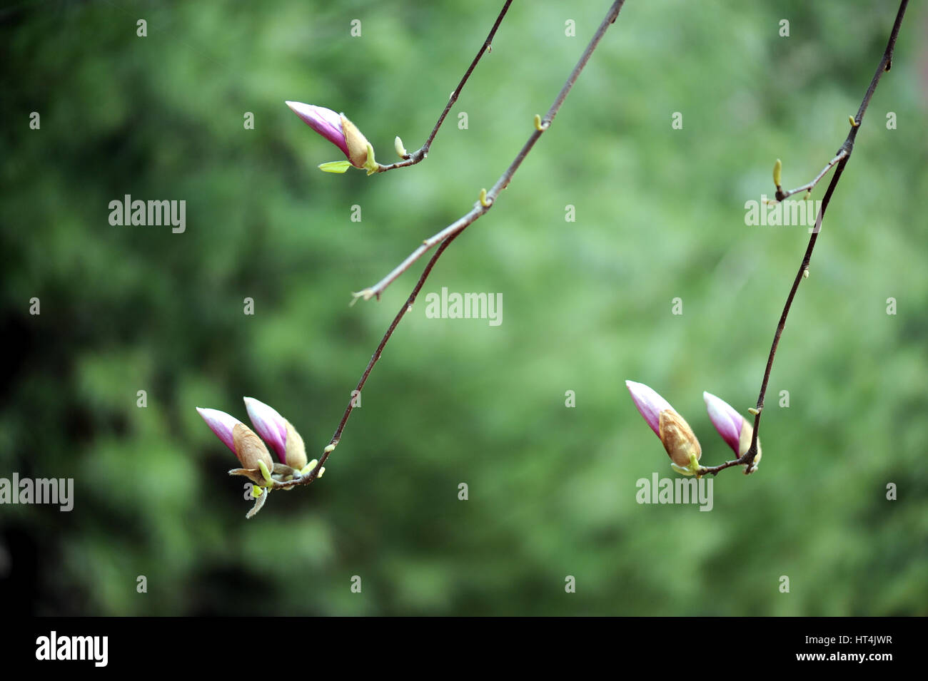 Close-up view of purple blooming magnolia. Beautiful spring bloom for magnolia tulip trees pink flowers. Stock Photo