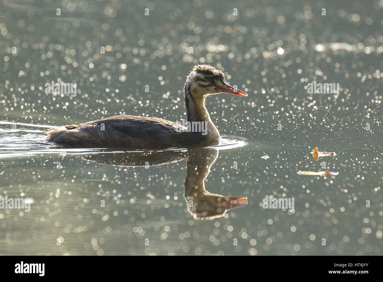 Portrait closeup of a young great crested grebe, Podiceps cristatus swimming on the water surface on a lake foraging. Stock Photo