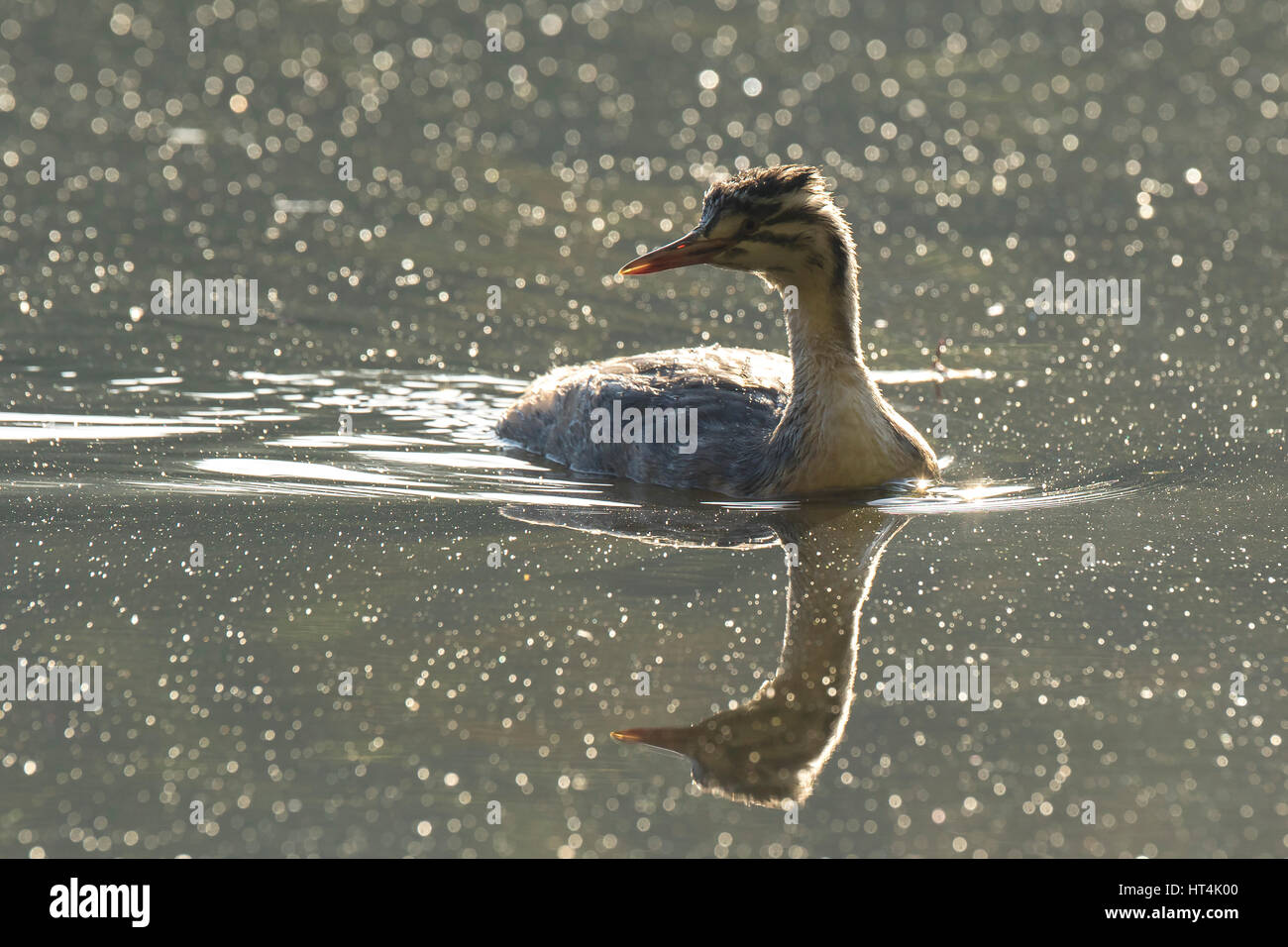 Portrait closeup of a young great crested grebe, Podiceps cristatus swimming on the water surface on a lake foraging. Stock Photo