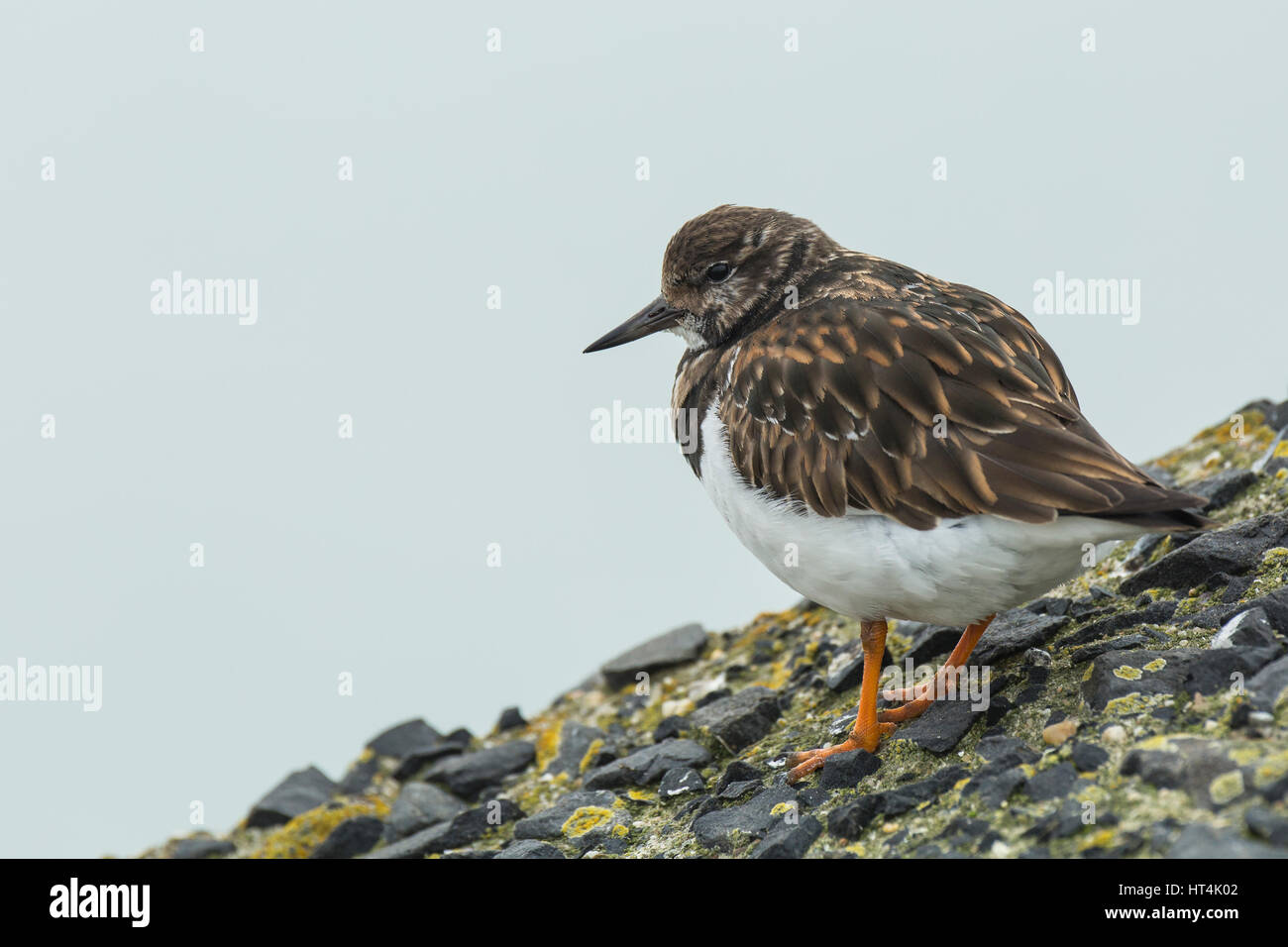 Close up of a Ruddy turnstone wading bird, Arenaria interpres, foraging in between the rocks at a Dutch shore. These birds live in flocks at shore and Stock Photo