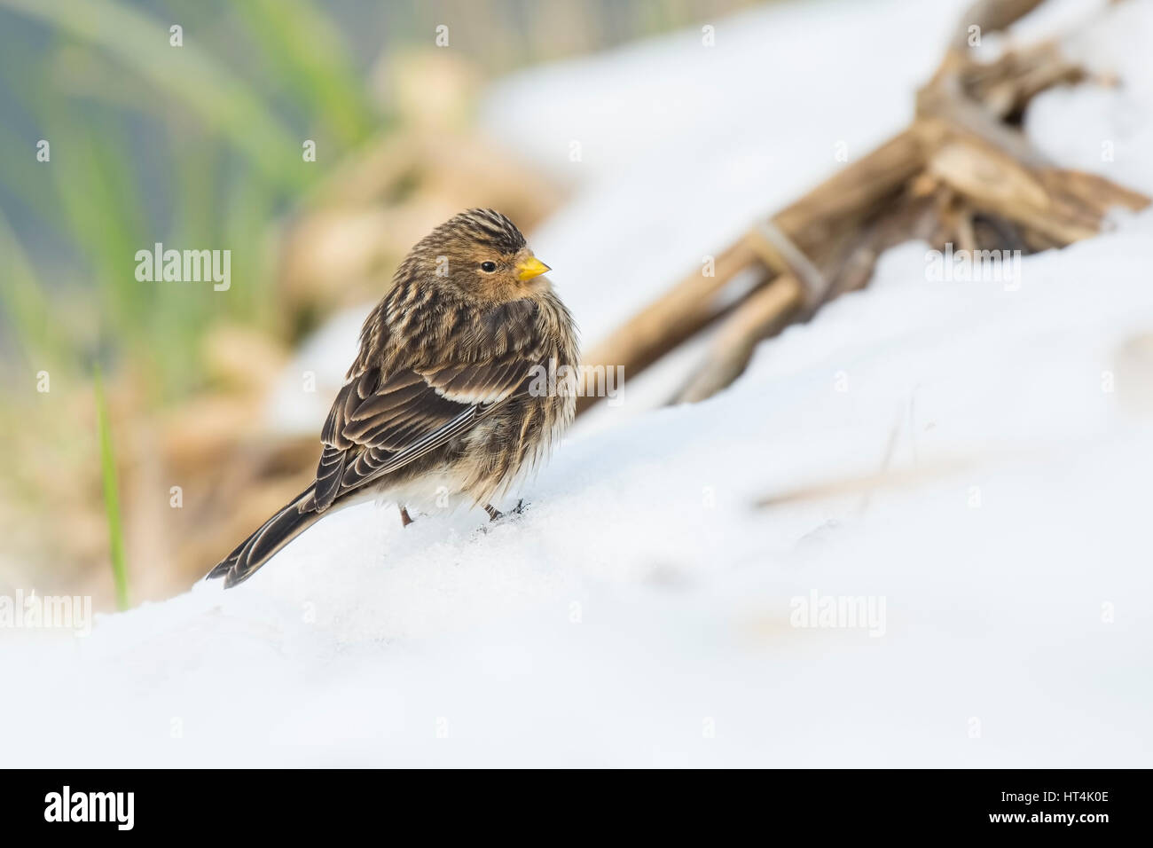Closeup of a Twite (Carduelis flavirostris) during winter season in snow. A twite is a small brown passerine bird in the finch family Fringillidae. Stock Photo