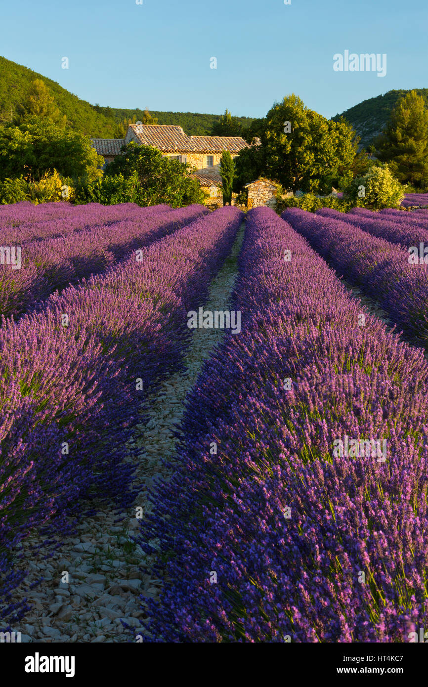 Lavender Fields and distant homes in a valley in Provence, France