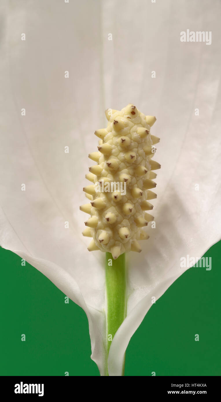 macro photography of peace lily flower with the seeds on foreground