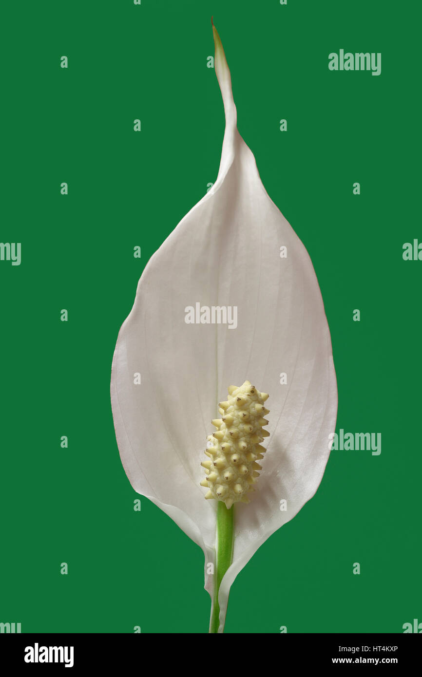 flower of peace lily plant on green background Stock Photo Alamy