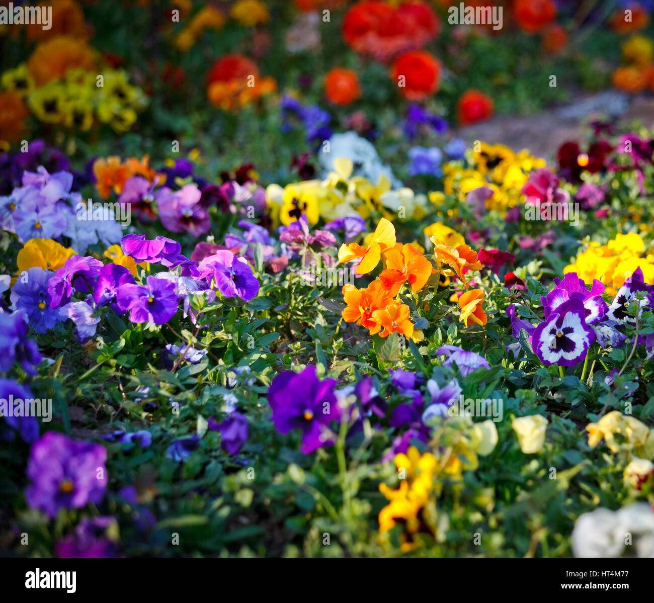 Multicolored flowers hi-res stock photography and images - Alamy