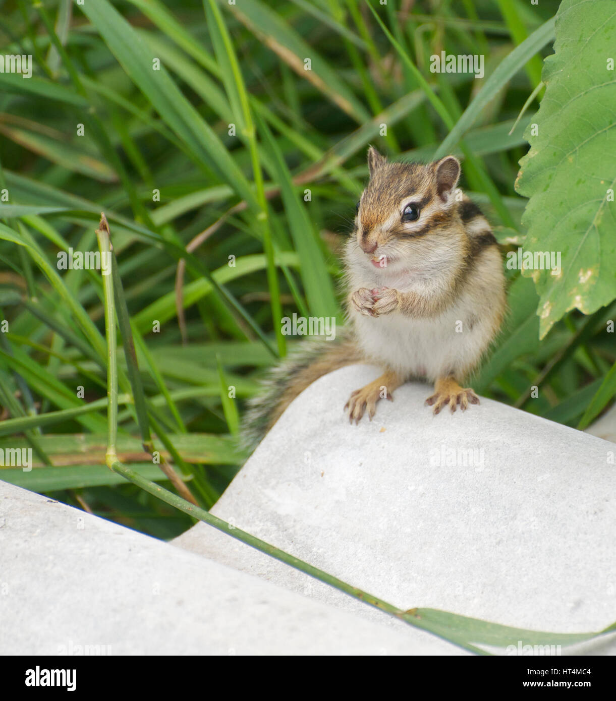 Corrugated Asbestos Roof panels with Siberian Chipmunk Stock Photo