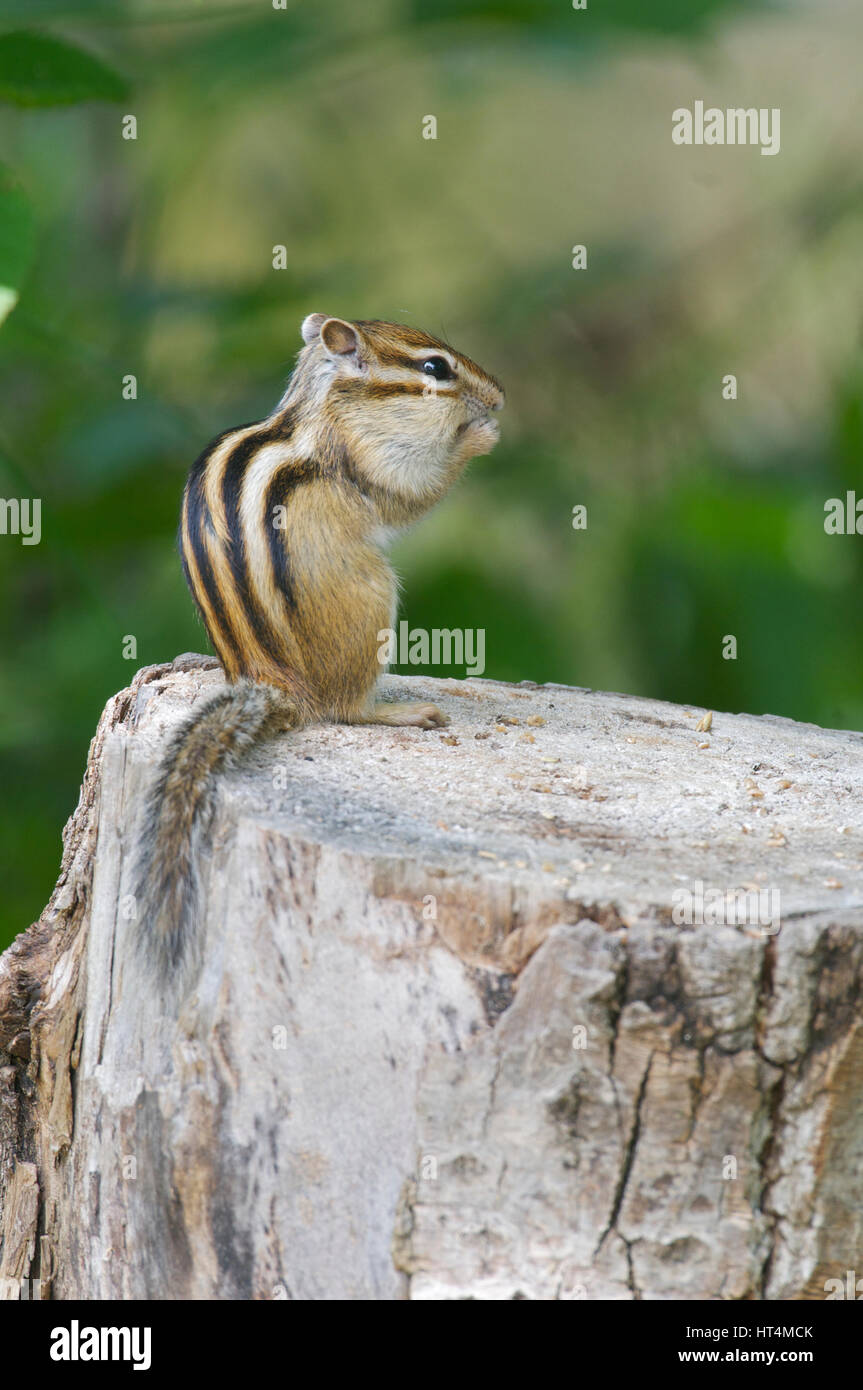 Siberian Chipmunk on log with green plants in background Stock Photo