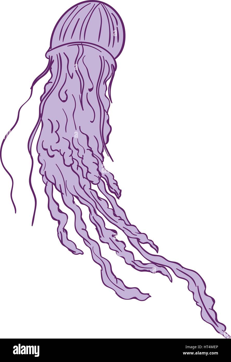 Drawing sketch style illustration of an Australian Box jellyfish (class