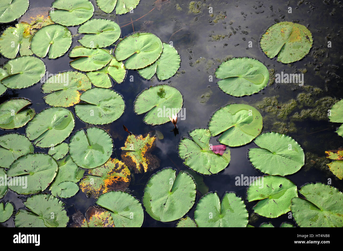 Lotus pond / water lily pond with white lotus flowers, Kerala