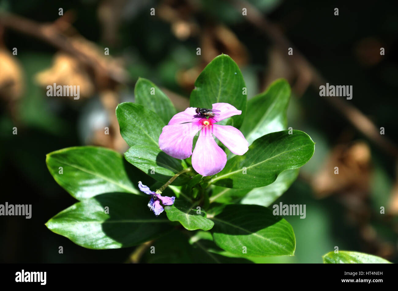 Kerala Pink white flower, green leaf small plant, (Photo Copyright © by Saji Maramon) Stock Photo