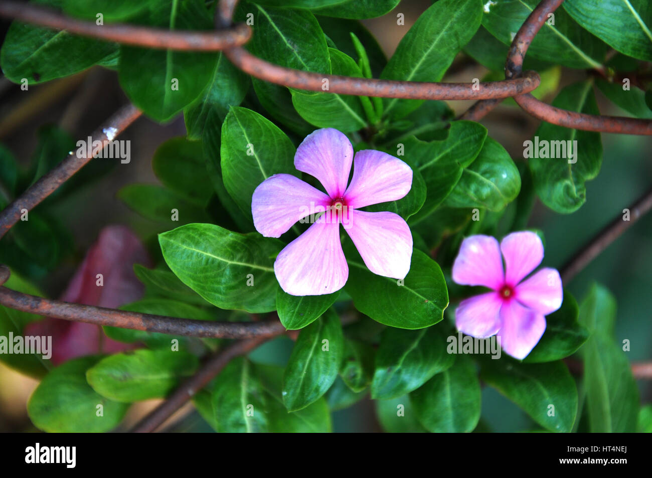 Kerala Pink white flower, green leaf small plant, (Photo Copyright © by Saji Maramon) Stock Photo
