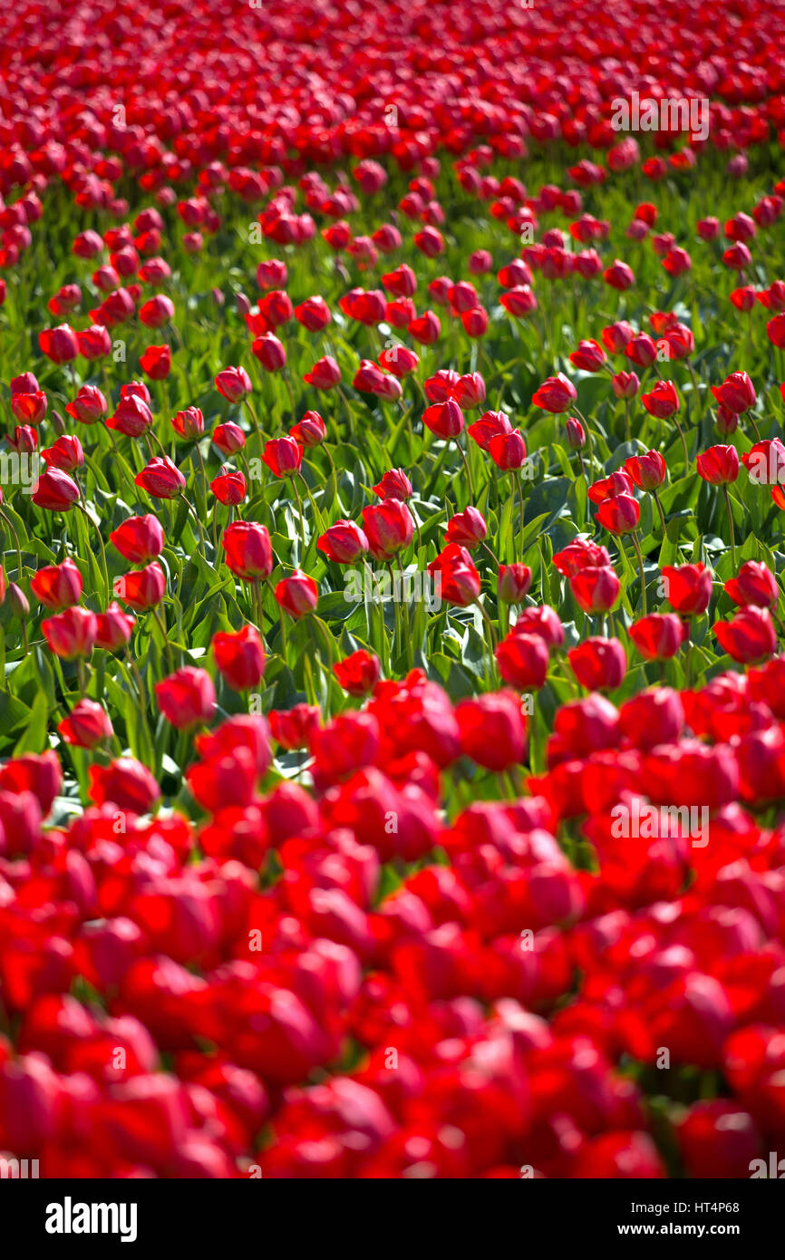 field with red tulips in the netherlands Stock Photo - Alamy