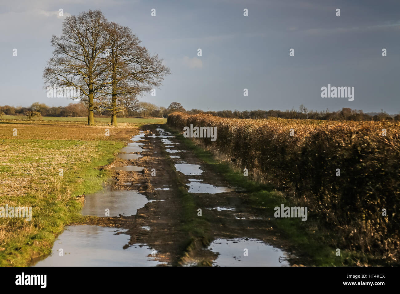 Muddy tracks Stock Photo - Alamy