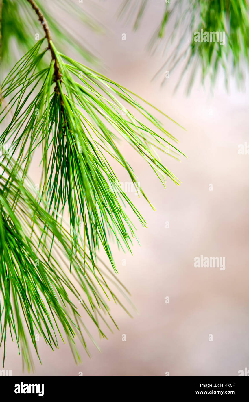 Pine needles growing on branch with natural background. Stock Photo