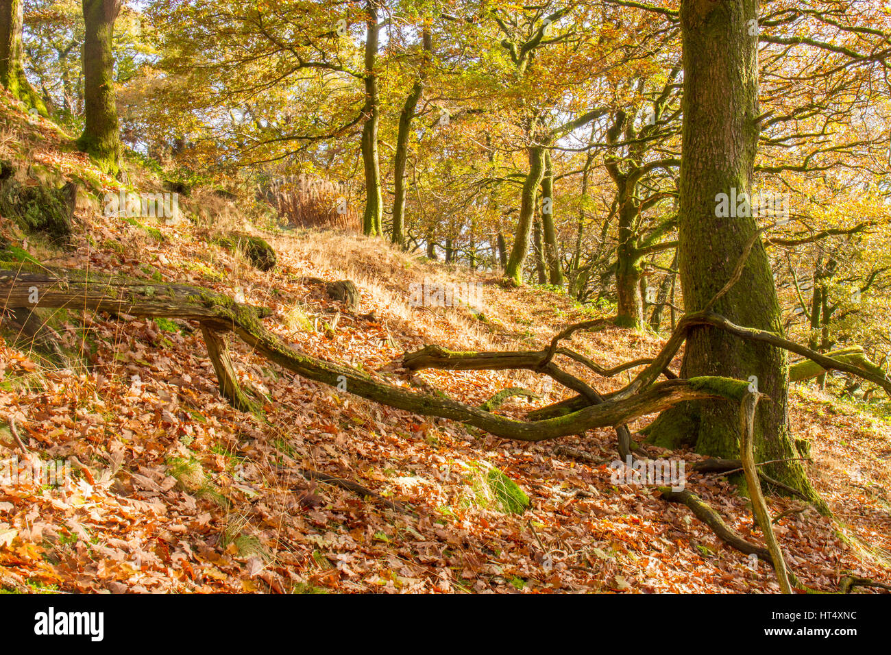 Sessile oak (Quercus petraea) woodland in Autumn. Powys, Wales