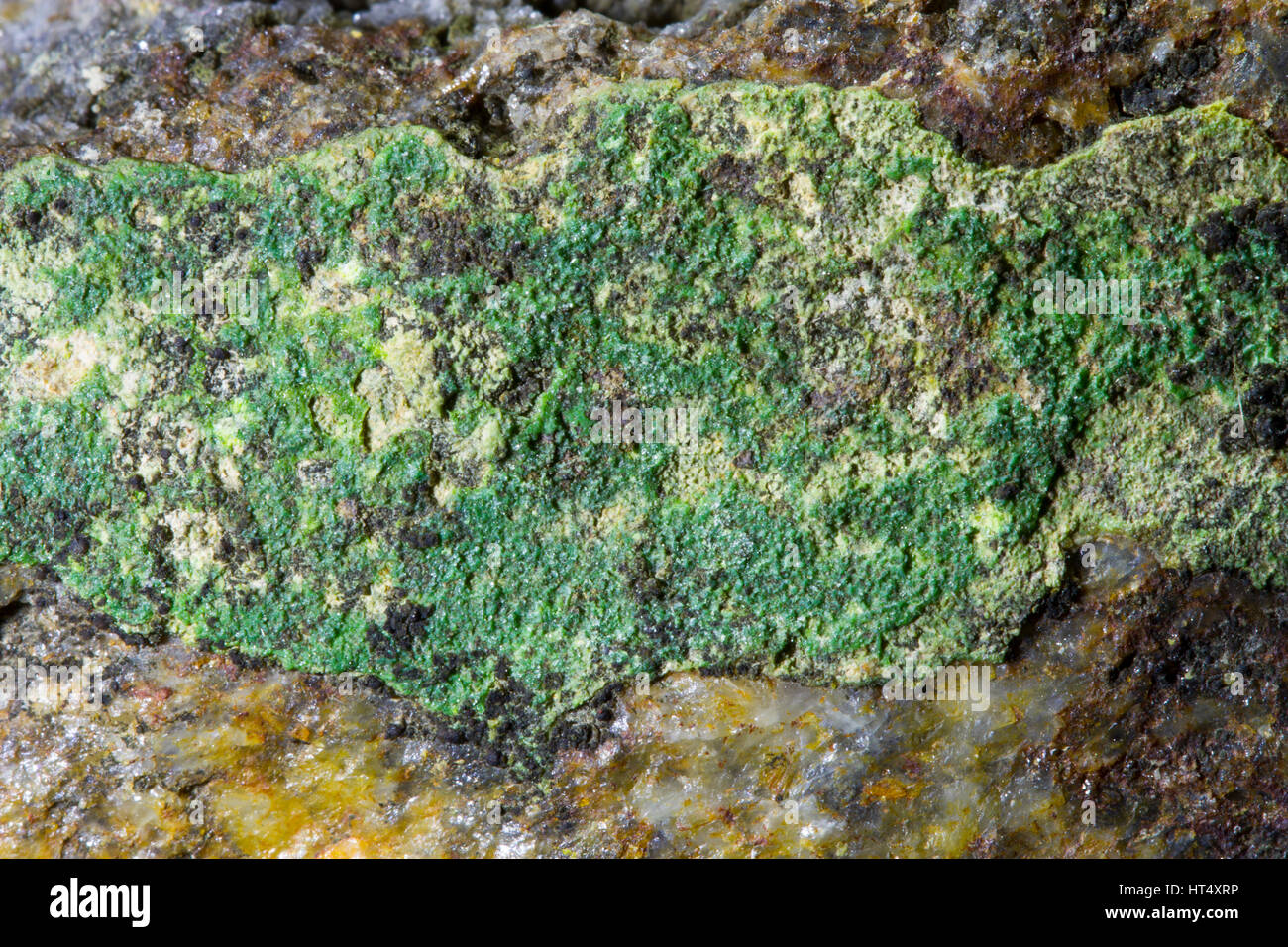 Pyromorphite (lead chlorophosphate) mineral encrusting  rock surface. From the Esgairhir mine, Ceredigion, Wales. Stock Photo