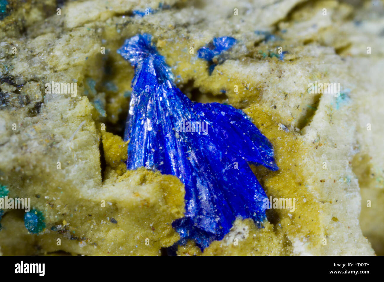 Linarite (lead copper sulphate hydroxide)  crystals. From the Eaglebrook mine, Ceredigion, Wales. Stock Photo