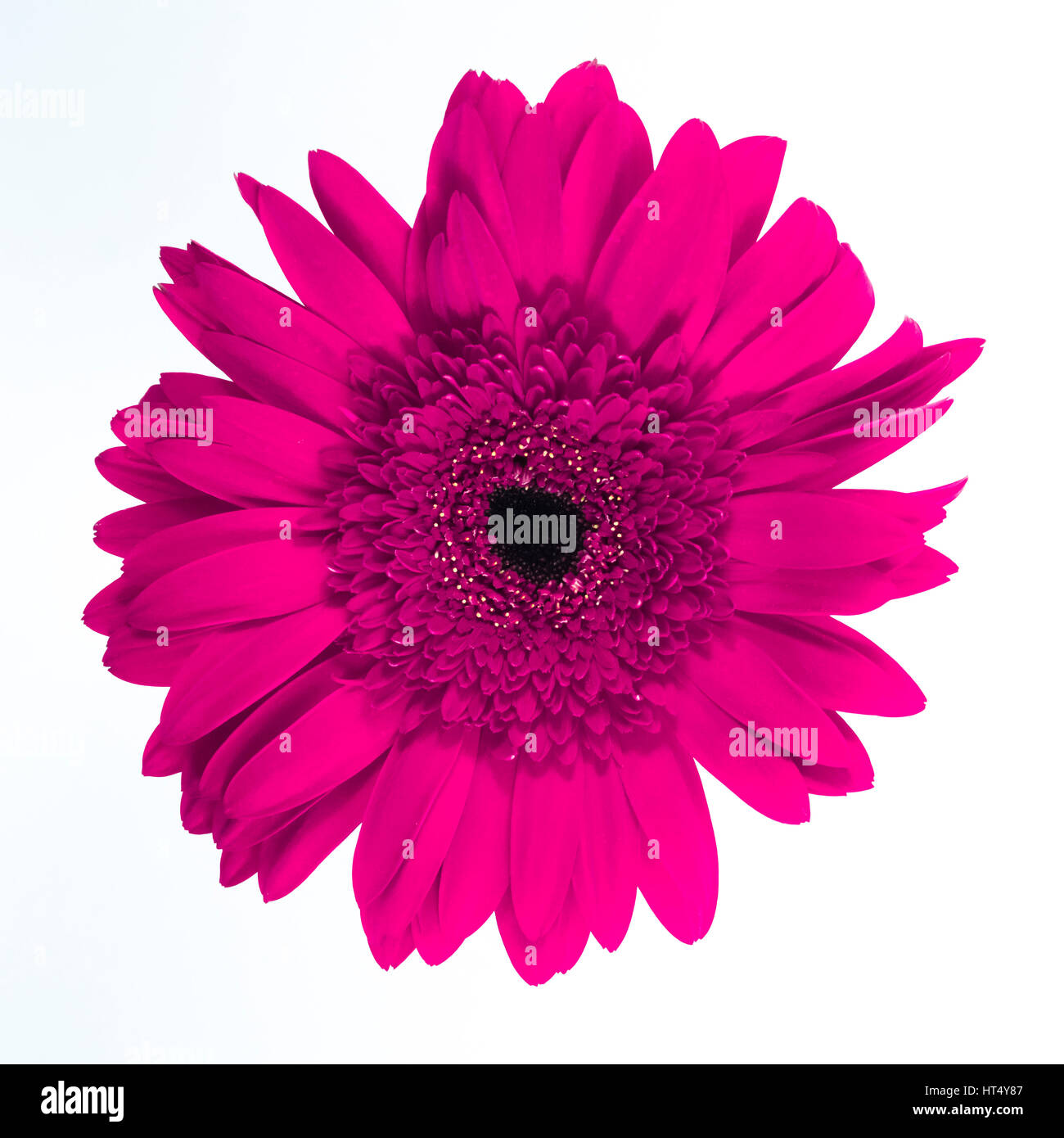 Beautiful purple chrysanthemum on white background Stock Photo - Alamy