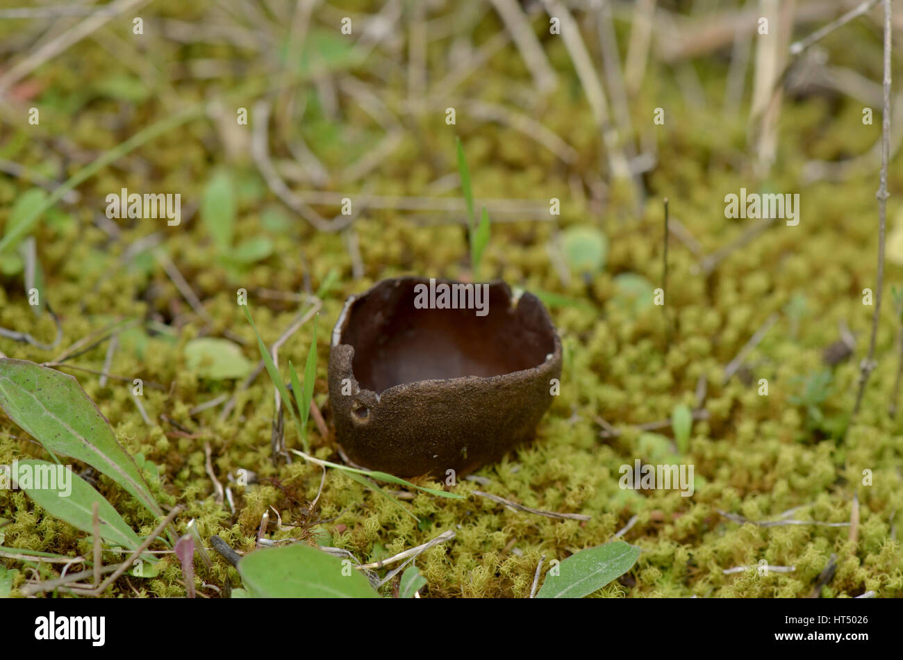 Underground Fungus High Resolution Stock Photography and Images - Alamy