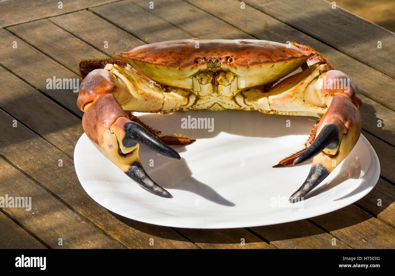 dh CRAB FISHING Fish box of crabs Edible Crab Cancer pagurus brown crab  Stock Photo - Alamy